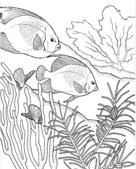 Adult coloring page Fishes Coral Reef Drawing, Coral Reef Color, Ocean Coloring Pages, Drawn Fish, Water Coloring, Fish Coloring Page, Fish Drawings, Print Out, Animal Coloring Pages