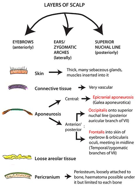 Instant Anatomy - Head and Neck - Areas/Organs - Scalp - Layers Scalp Anatomy Notes, Head And Neck Anatomy Notes, Scalp Anatomy, Orbit Anatomy, Anatomy Of The Neck, Head And Neck Anatomy, Anatomy Of The Body, Neck Anatomy, Nerve Anatomy