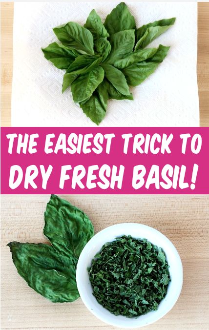 How To Dry Basil Leaves Fresh Herbs, How To Dry Out Basil Leaves, Drying Fresh Basil, Basil Drying Leaves, How To Preserve Fresh Basil Leaves, How To Dry Fresh Basil Leaves, Dry Basil Leaves In Oven, How Do You Dry Fresh Basil, How To Dehydrate Basil Leaves