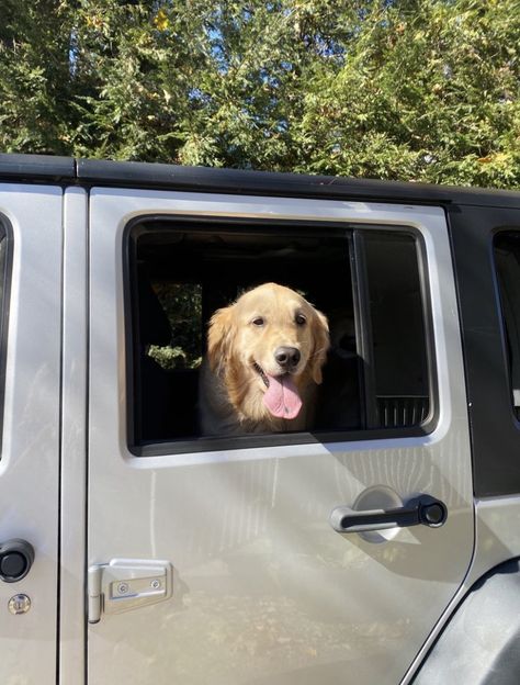 #summer #jeep #aesthetic #coastal #oldmoney #vibes Golden Retriever Summer, Jeep Aesthetic, Jeep Beach Aesthetic, White Jeep Beach, Golden Retriever Puppy Aesthetic Beach, Golden Retriever Puppy Beach, Jeep Dogs, White Jeep, First Cars