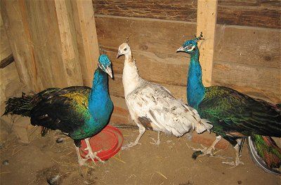 Keeping Peafowl as Pets, Peacock and Peahen Female Peacock, Peacock And Peahen, Peacock Crafts, Game Fowl, Animals Care, Farm Lifestyle, Guinea Fowl, Cottage Garden Design, Bird Care