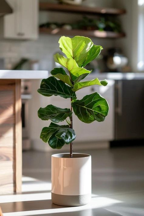 How To Encourage A Fiddle Leaf Fig To Grow Tall Solar Tube Lighting, Fig Tree Plant, Using Chopsticks, Small Urban Garden, Fig Plant, Backyard Balcony, Fiddle Leaf Fig Tree, Ficus Lyrata, Backyard Inspiration