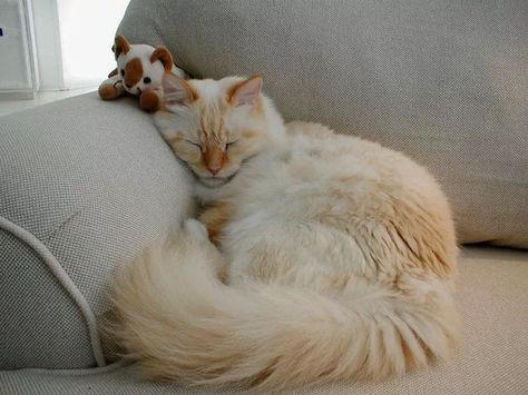 Hymilain Cat, Flame Point, Flamepoint Cat, Flame Point Cat Aesthetic, Flame Point Kitten, Flame Point Cats, Flame Point Ragdoll, Himalayan Cat Kitten, Flame Point Himalayan Cat