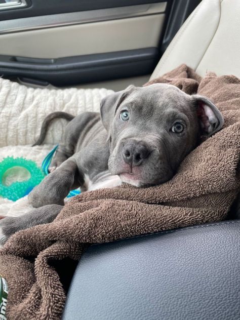 Pitbull Puppies Aesthetic, Grey Pitbull Puppy, Big Dog Puppies, Blue Staffy Aesthetic, Blue Nosed Pitbull, Pitbull Dog Aesthetic, Pitbull Puppy Aesthetic, New Puppy Aesthetic, Pitbulls Aesthetic