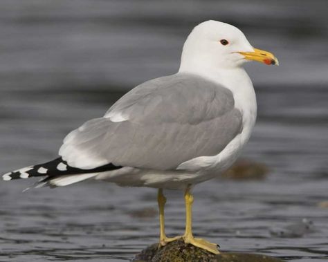 California Gull Herring Gull, Coastal Birds, Bird Carving, State Birds, Life List, Shorebirds, Bird Watcher, Animal Projects, All Birds