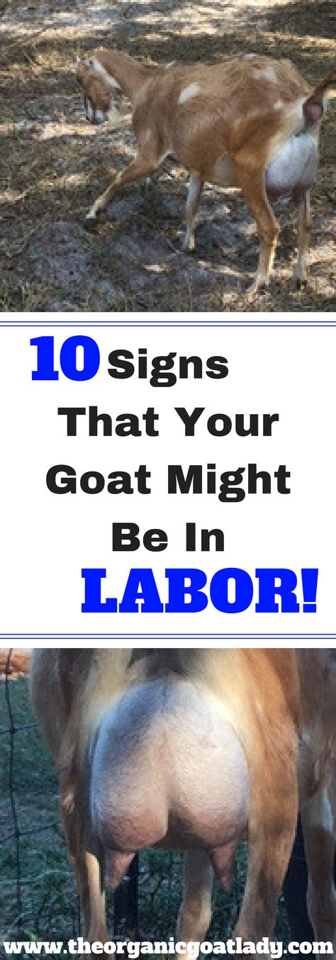 10 Signs That Your Goat Might Be In Labor! Goat Fencing, Breeding Goats, Milk Goats, Goat Health, Keeping Goats, Goat Shelter, Goat Pen, Goat Care, Goat Kidding