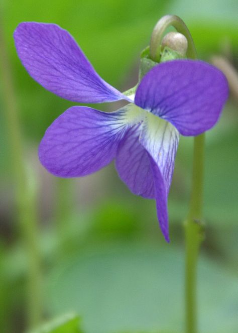 Wisconsin-Violet Wisconsin State Flower, Thigh Piece, Wisconsin State, Wisconsin, Lotus, Mood Board, Violet, Plants, Flowers