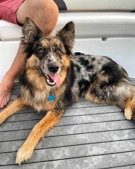 23 German Shepherd Mixes That Will Melt Your Heart German Shepherd Border Collie Mix Dogs, German Shepherd Corgi Mix, Golden Retriever Mixed With German Shepherd, German Shepherd Mix Puppies, German Shepherd Retriever Mix Dogs, German Shepherd Mix, Aussie Shepherd, Crazy Dog Lady, Pretty Animals