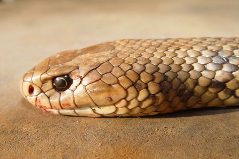 Eastern Brown Left Side Of Head Profile Snake Side Profile, Snake Side View, Snake Head Front View, Snake Unhinged Jaw, Cobra Mouth Open, Horned Viper Snake, Pit Vipers, Head Profile, Australian Fauna