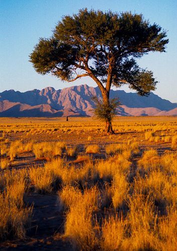 Raw beauty in Namibia, Africa BelAfrique - Your Personal Travel Planner http://www.belafrique.co.za Museum Statues, Sossusvlei Namibia, Africa Kenya, African Landscape, Namibia Africa, Tree Stands, Africa Destinations, Luxor Egypt, Lone Tree