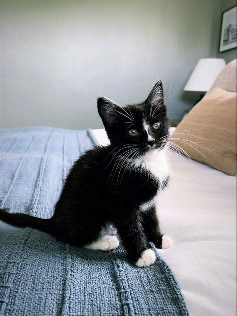 Bicolor Cat, Tuxedo Kitten, Gorgeous Cats, Cute Cats Photos, Orange Cats, Kittens And Puppies, White Cats, Cat Aesthetic, Cute Animal Pictures