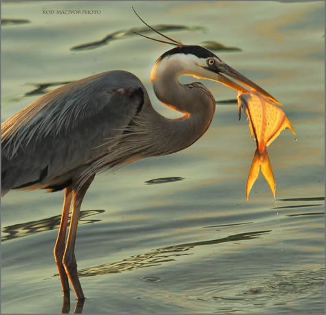 📌 Bird Catching Fish, Ambush Bug, Heron Photography, Pelican Photos, Fish Cleaning Table, Pigeon Pictures, Heron Art, Coastal Birds, Animal Inspiration