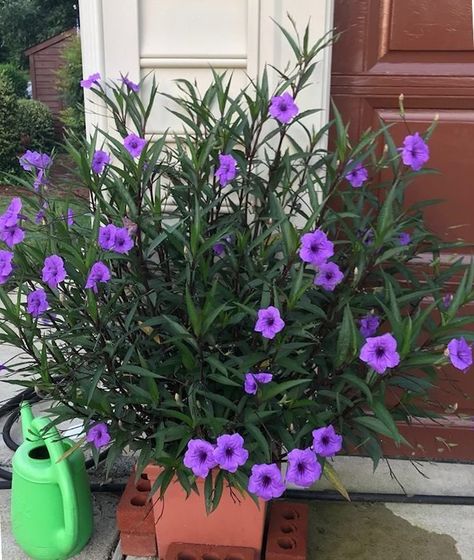 Mexican Petunia, Petunia Plant, نباتات منزلية, Small Patio Garden, Purple Plants, Hanging Plants Indoor, Labuan, Terraria, Hardy Perennials