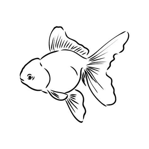 Goldfish hand drawing vector illustratio... | Premium Vector #Freepik #vector #fish-tail #fish-line #goldfish #fish-illustration Goldfish Drawing Simple, Simple Goldfish Drawing, Goldfish Drawing Easy, Goldfish Outline, Goldfish Tattoo Simple, Fish Design Drawing, Fish Drawing Simple, Goldfish Drawing, Background Aquarium