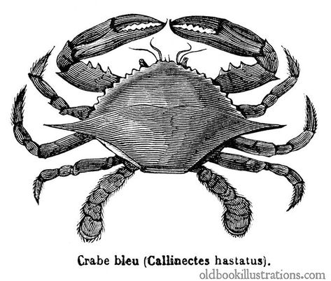 Blue crabs are crustaceans in the family Portunidae found on the western Atlantic Ocean coast. Ocean Graphic, Nautical Stencils, Old Book Illustrations, Crab Illustration, Image Graphic, Illustration Clip Art, Web Design Studio, Blue Crab, Nautical Art