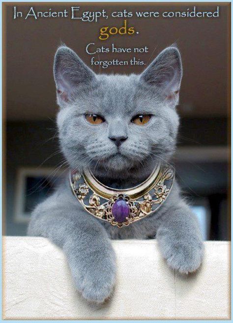 In ancient Egypt Egypt Cat, Gatto Carino, Persian Cats, Gray Cat, Russian Blue, Blue Cats, Zulu, Angkor, Cats Meow