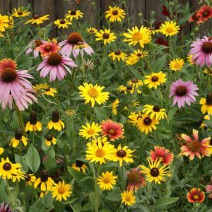 A great variety of flowers that will brighten up your landscape. The species in the mix are native to or naturalized to the Midwest US Aster Perennial, Smooth Aster, Golden Alexander, Butterfly Milkweed, Texas Wildflowers, Raspberry Plants, Asclepias Tuberosa, Making Plant Pots, Urban Farmer