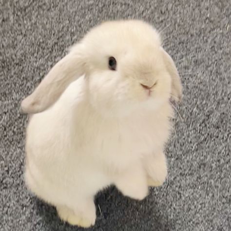 Rabbit Icon, Cute Bunny Pictures, For My Love, Cute Small Animals, Bunny Pictures, Pet Bunny, White Bunny, Super Cute Animals