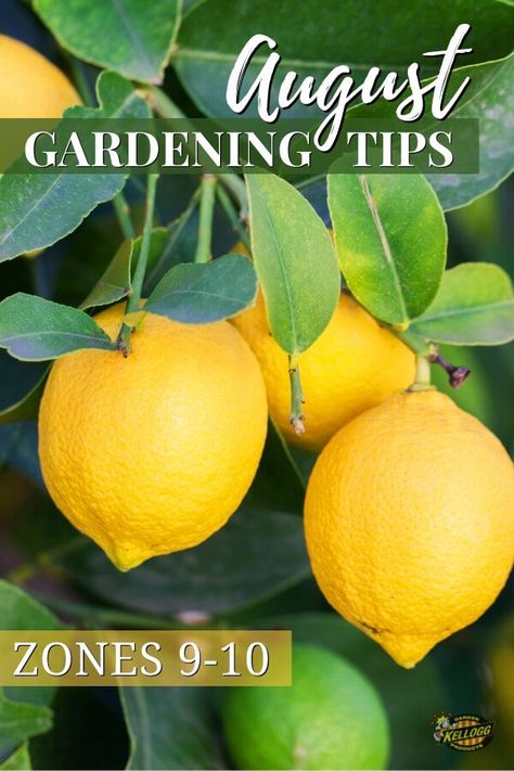 Summer Gardening: August Garden Checklist Zones 9-10 | Kellogg Garden Organics™ Zone 9 Gardening, Fall Container Plants, Garden Checklist, August Garden, Summer August, Gardening Zones, Zone 9, Fall Vegetables, Organic Soil