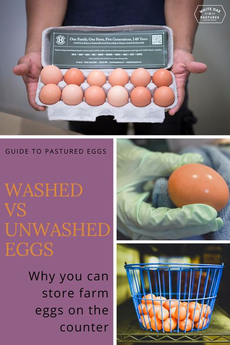 Ever wondered why you can store farm eggs on the counter, and these eggs don’t need to be refrigerated? The difference between washed vs unwashed eggs is the removal of the “bloom”, a protective layer that protects the egg from bacteria. Read more about unwashed pastured eggs in our blog, and shop pastured eggs collected and cleaned by hand on our online store. #pasturedeggs #eggs #pastureraised Washed Vs Unwashed Eggs, Eggs On Counter, Unwashed Eggs, Collecting Eggs, Coop Ideas, Egg Fast, Farm Eggs, Hobby Farm, Farm Fresh Eggs