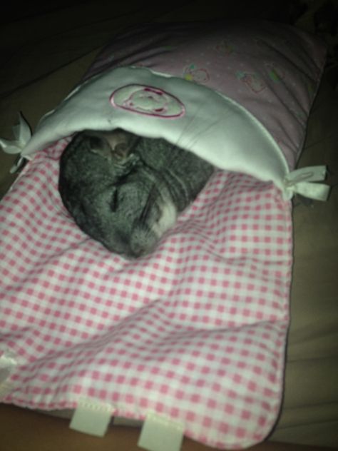 i miss my baby chinchilla Baby Chinchilla, Chinchilla Cute, Chinchilla Toys, Chinchilla Pet, Funny Hamsters, Chinchillas, Super Cute Animals, Cute Animal Pictures, Cute Creatures