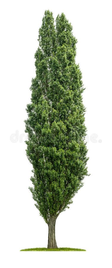 Isolated poplar tree. On a white background , #SPONSORED, #poplar, #Isolated, #tree, #background, #white #ad Balsam Poplar Tree, Pollard Tree, Black Poplar Tree, Poplar Tree Illustration, Post Oak Tree, Growing Cherry Trees, Lombardy Poplar, Columnar Trees, Picea Pungens