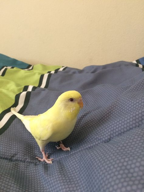 Yellow parakeet Parakeet Aesthetic, Pet Claims, Yellow Parakeet, Yellow Budgie, Budgies Bird, Crazy Bird, Parakeets, Pet Bird, Cute Wild Animals