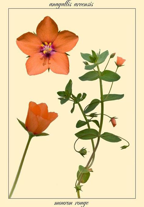 Scarlet pimpernel - herbarium Scarlet Pimpernel Flower, Pimpernel Flower, Scarlet Pimpernel, Light Vs Dark, The Scarlet Pimpernel, Visual Library, Library Inspiration, Star Crossed Lovers, Drawing Prompt