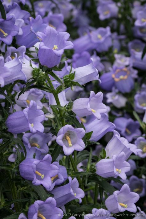 Canterberry Bells, Bellflower Aesthetic, Purple Campanula, Purple Bell Flowers, Bell Orchid, Become A Florist, Canterbury Bells, Shades Of Lavender, Bell Flowers