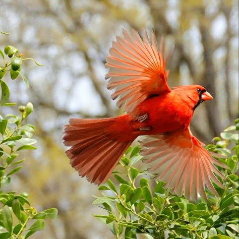 Cardinal Reference, Charlotte Tattoo, Desert Cardinal, Female Cardinal Bird, Cardinal Red Color, Red Cardinal In Snow, Tree Swallow, Wall Paintings, Cardinal Birds