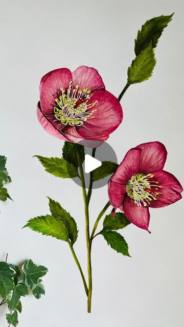 Fatima khambati - Watercolor Artist on Instagram: "Hellebore 🌸   I was Inspired by this beauty when I met this flower at @beginningsbyuk studio for the first time and immediately decided to paint this. Let me know what inspires you the most    #floralart #flowers #floraldesign #art #floral #botanicalart #flowerart #watercolor #flowerstagram #artist #florist #flower #flowersofinstagram #artistsoninstagram #painting #artwork #flowerpower #illustration #floralillustration #floralpainting #nature #florals #homedecor #floralartist #floralarrangement #botanicalillustration #artoftheday #weddingflowers #watercolorpainting #flowerpainting" What Inspires You, Artist On Instagram, Floral Illustrations, Watercolor Artist, Botanical Illustration, Art Day, Let Me Know, Botanical Art, Floral Painting