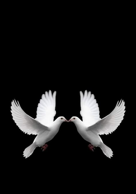 Dove Photoshoot Bird, Doves In Love, Prayer For Peace Of Mind, Peace Images, Birds Drawings, Peace Drawing, Dove Peace, Two Doves, Tree Wallpaper Iphone