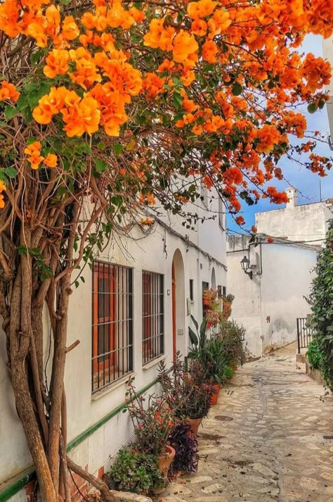 Spain Aesthetic, Mediterranean Summer, Orange Tree, Orange Flower, Andalusia, Beautiful Places To Travel, Spain Travel, Pretty Places, Travel Inspo