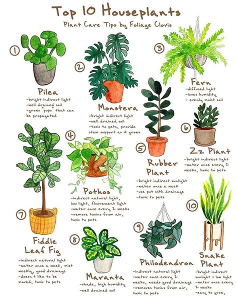 Top 10 most common houseplants!😊 Could you name all of these plants?👇🏻💚 🌿Follow us @olivra.houseplants 👉🏻Follow us @olivra.houseplants… Pink Houseplants, نباتات منزلية, Household Plants, Plant Care Houseplant, Inside Plants, Plant Decor Indoor, House Plants Decor, House Plant Care, House Plants Indoor