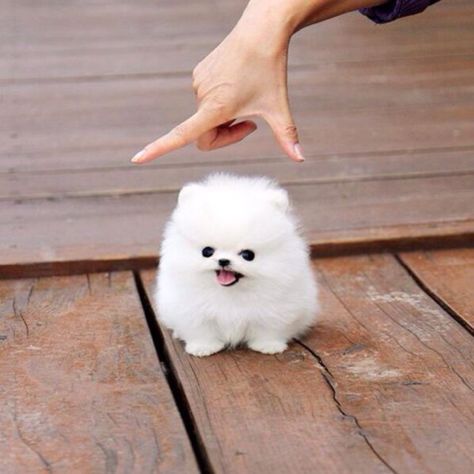 25 perros más pequeños y adorables que vas a querer tener Baby Pomeranian, Cute Teacup Puppies, Dream Dog, Adorable Puppies, Teacup Puppies, Pomeranian Puppy, Cute Dogs And Puppies, Baby Dogs