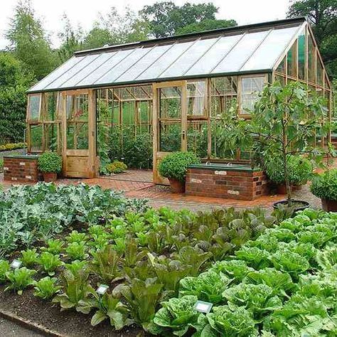 Plantarea Legumelor, نباتات منزلية, Potager Garden, Backyard Vegetable Gardens, Greenhouse Ideas, Green Houses, Plants Growing, Veg Garden, Have Inspiration