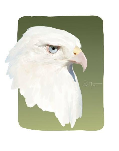 Animals Drawing, Eagle Art, Animal Anatomy, Creature Drawings, Animal Drawing, Animal References, Color Studies, Animal Sketches, Arte Fantasy