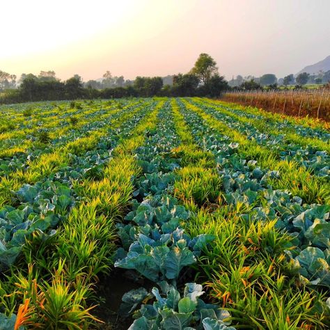 UN Food & Agriculture Org on Instagram: “Intercropping is the practice of growing two or more crops in proximity of each other, in the same field.  Intercropping helps to 🔽 . ✅…” Intercropping Garden, Vtuber Moodboard, Agriculture Animals, Agriculture Aesthetic, Crops Farm, Agriculture In India, Agriculture Pictures, Grass Aesthetic, Ecosystem Services