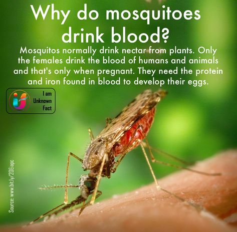 Why do mosquitoes drink blood?  #mosquito #mosquitobites #pregnant #blood #protein #iron #egg #biggboss12 #facts #insects #interesting #IamUnknownFact Mosquito Funny Humor, Mosquito Jokes, Mosquito Spiritual Meaning, Giant Mosquito, Facts About Mosquitos, Unknown Facts, Animal Facts, Insects, Egg