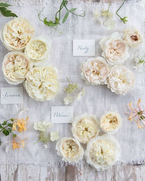 David Austin Wedding Roses on Instagram: “We are relaxing with our rose friends, Purity, Leonora and Patience this Sunday afternoon. They all get along so well together, but do you…” David Austin Wedding, Neutral Wedding Decor, Summer Wedding Floral, Wedding Roses, Bouquet Rose, Stylish Bride, Austin Rose, Rose Varieties, Rose Wedding Bouquet