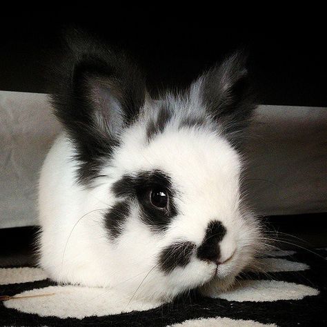 Pet Bunny Rabbits, Adorable Bunnies, Bunny Mom, Cute Bunny Pictures, Black Bunny, Bun Bun, Pet Bunny, Bunny Pictures