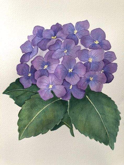 Canvas Art Painting Acrylic, Hydrangea Painting, Flower Drawing Tutorials, Flower Drawing Design, Watercolor Paintings For Beginners, Watercolor Projects, Floral Drawing, Watercolor Flower Art, Watercolor Flowers Paintings