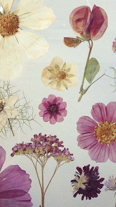 Flower Pressing, Handy Wallpaper, Flower Home Decor, Pressed Flower Art, Nature Garden, Pressed Flower, Flower Backgrounds, Art Plastique, Plant Life