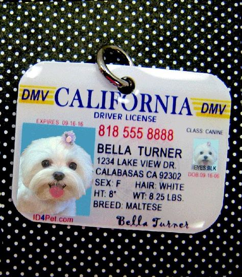 Mia 3, Getting Dressed, White Dog, Dog Id, Pet Id, Diy Dog Stuff, Id Tag, Dog Care, Dog Accessories