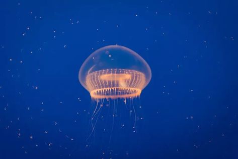 Facts About the Crystal Jelly Aequorea Victoria, Crystal Jellyfish, Bioluminescent Jellyfish, Jellyfish Species, 3d Printed Furniture, Crystal Jelly, Sea Jellies, Marine Organism, Cnidaria