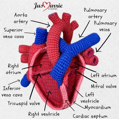 Stunning Crochet Anatomy: A Heart Pattern That Beats the Rest! - KnitHacker Crochet Organs, Crochet Anatomical Heart, Heart Chambers, Anatomical Crochet, Crochet Ponytail Hat Pattern, Ponytail Hat Pattern, Anatomical Heart Art, Ponytail Hat Crochet, Crochet Flats