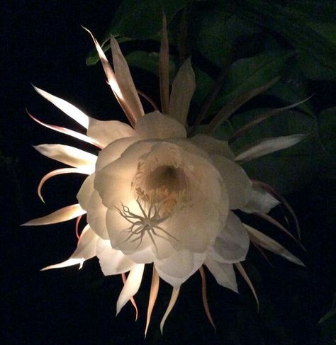 Nightblooming cereus Nightblooming Cereus, Night Blooming Cereus, Low Maintenance Plants, Tattoo Inspo, Shoulder Tattoo, Flower Garden, Planting Flowers, Cactus, Plants