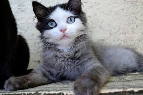 Wcue Inspiration, Warriors Oc, Blue Eyed Cat, Cat Poses, Cat References, Real Cat, Pet Finder, Warrior Cat Oc, Oc Inspiration