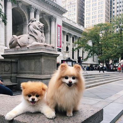 Buddy and Boo Pomeranian Boo, Boo And Buddy, World Cutest Dog, Boo The Dog, Bow Wow, Creature Feature, New York Public Library, Instagram Likes, Beautiful Dogs