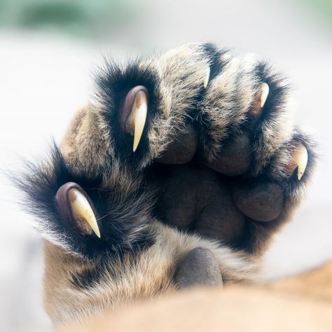 Sunny Moodboard, Tiger Reference, Sabertooth Tiger, Tiger Paw, Lion Paw, Dancing Cat, Cat Pose, Tiger Art, Cat Claws